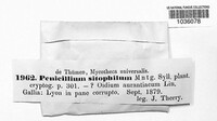 Chrysonilia sitophila image